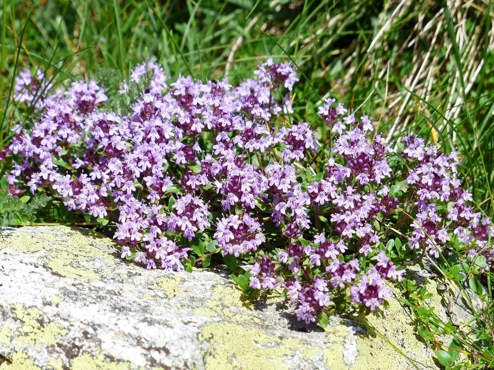 CREEPING THYME 200+ seeds