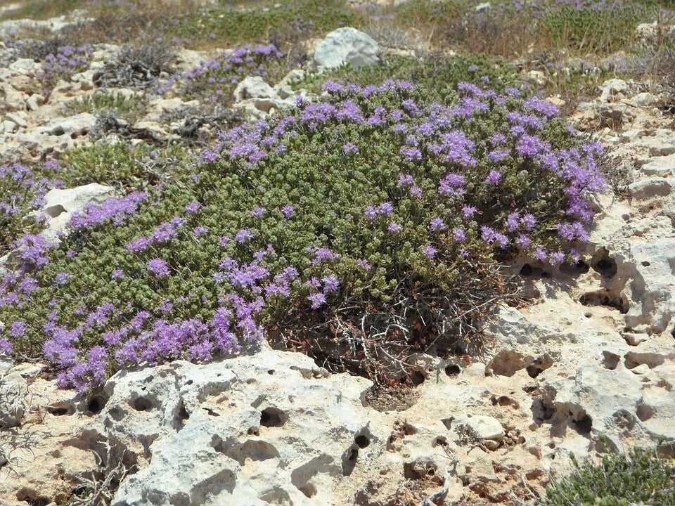 CREEPING THYME 200+ seeds