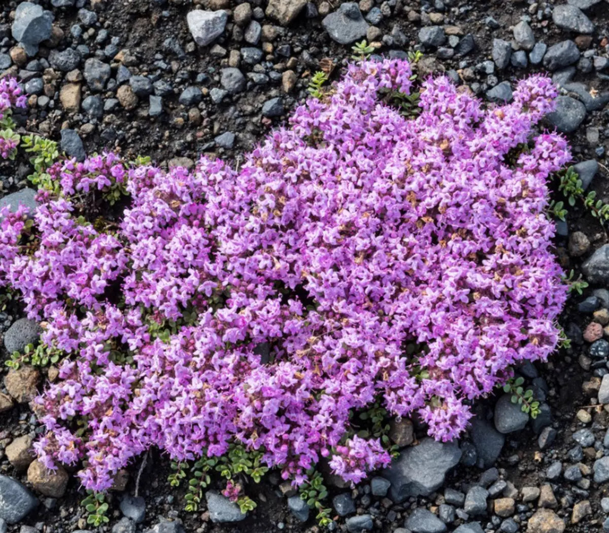 CREEPING THYME 200+ seeds